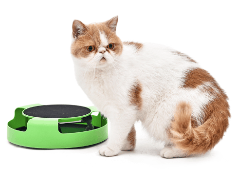 PAWZ Road <yoastmark class=