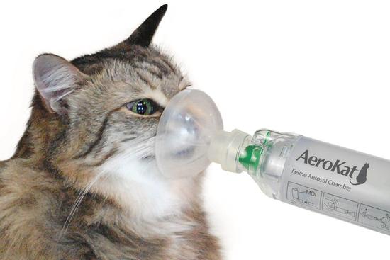 aerokat asthma inhaler with the mask in the cat