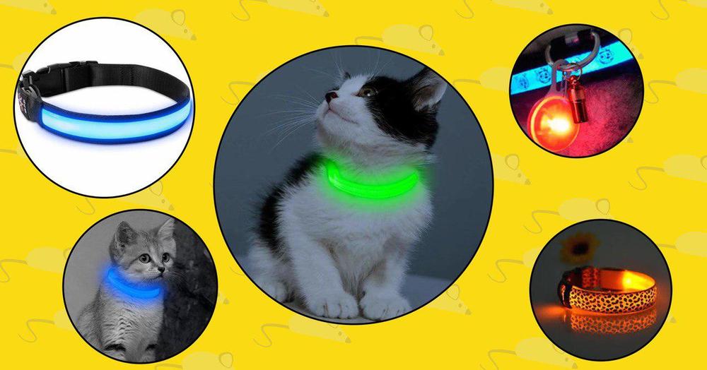 cat led collars