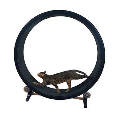 climbing cat exercise wheel