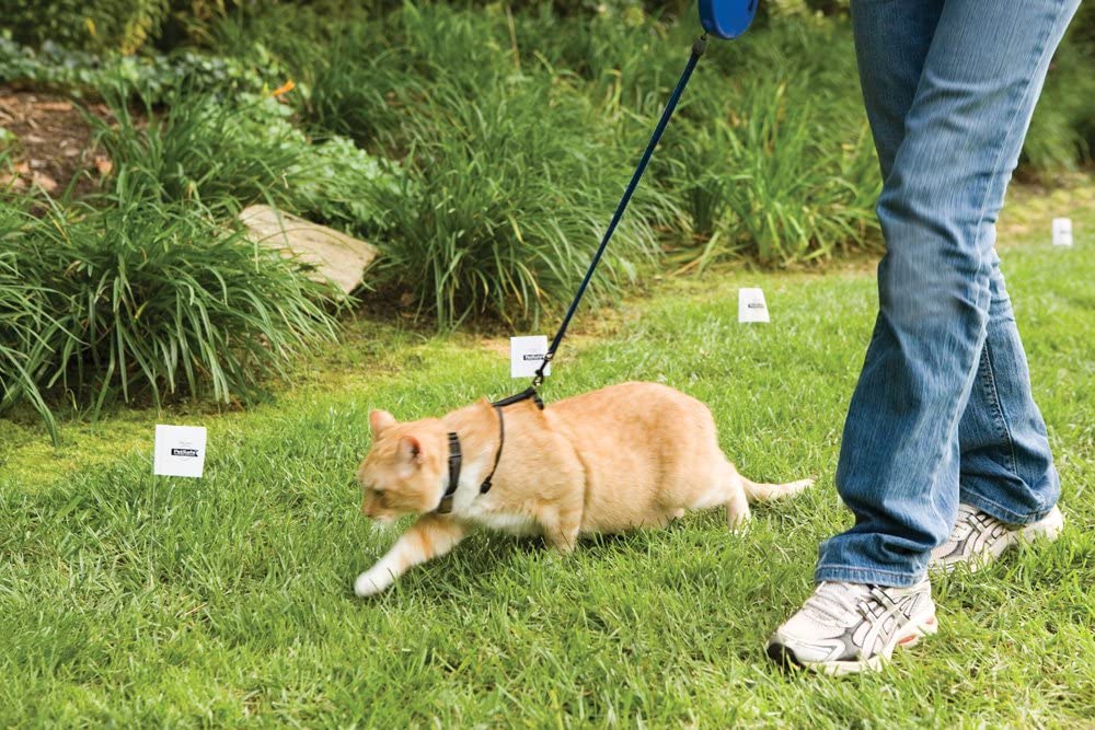 Training cat to adjust to PetSafe Premium invisible cat fence