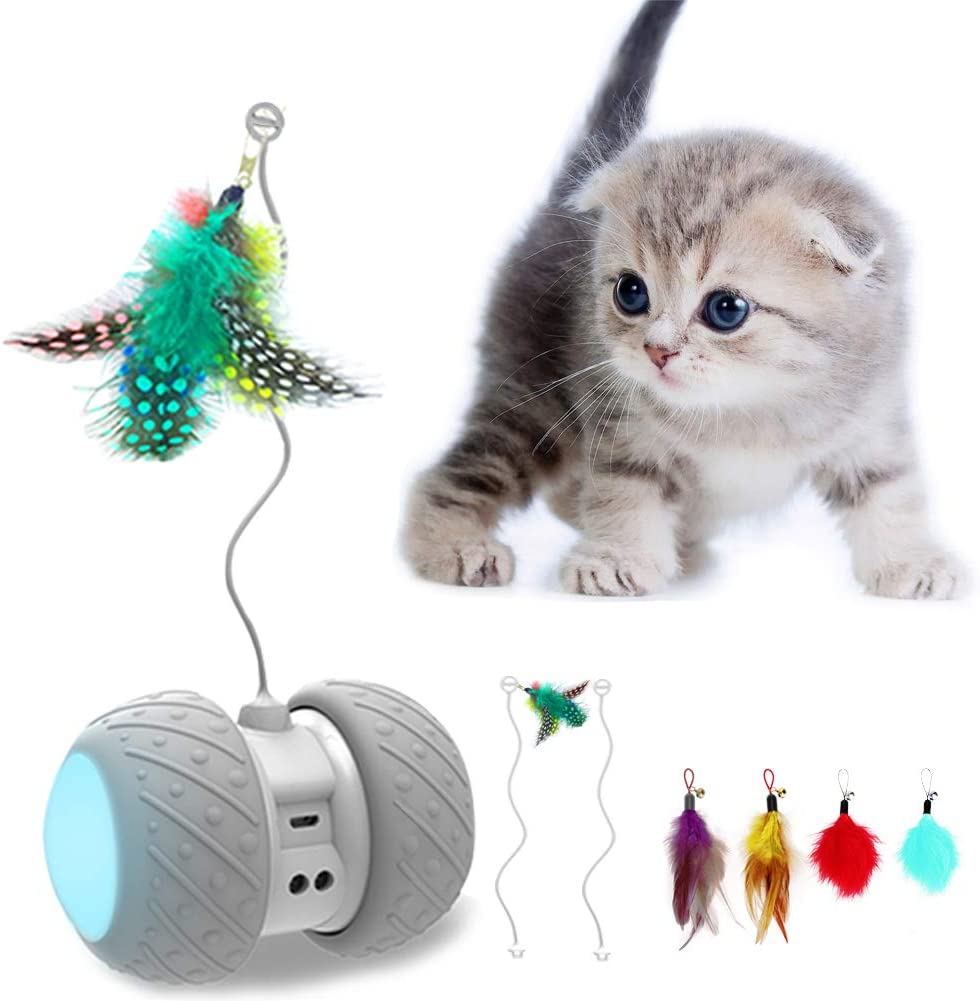 Kitten is interacted with MalsiPree Robotic Cat Toy