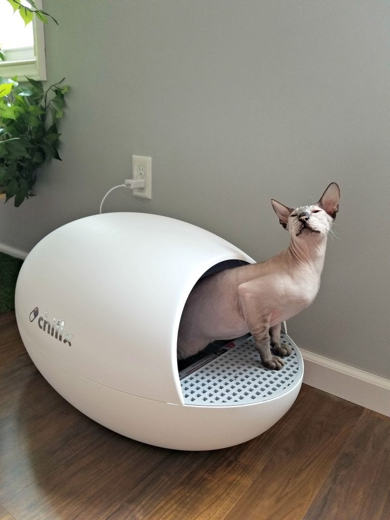 Cat is using Chillx Autoeggself cleaning litter box