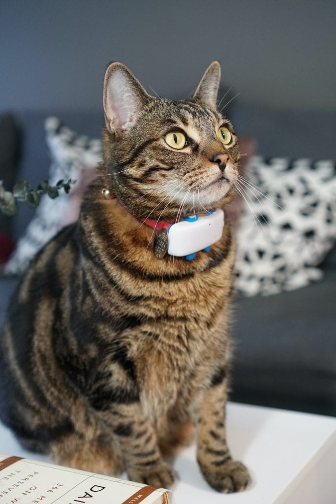 My cat with Tractive cat tracker