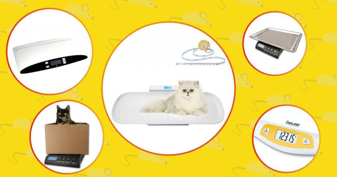 Best scales for cats