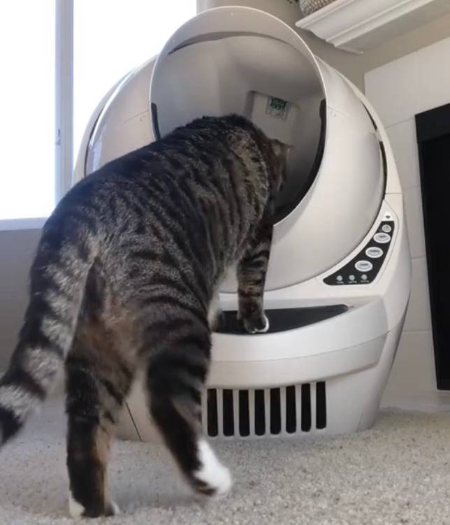 Big cat is trying to fit into Litter-Robot 3