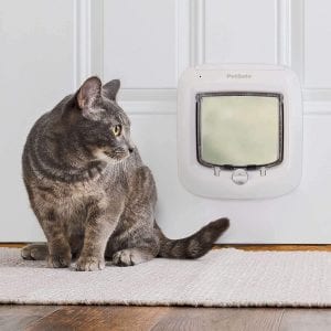 Cat looking at Petsafe auto small cat door