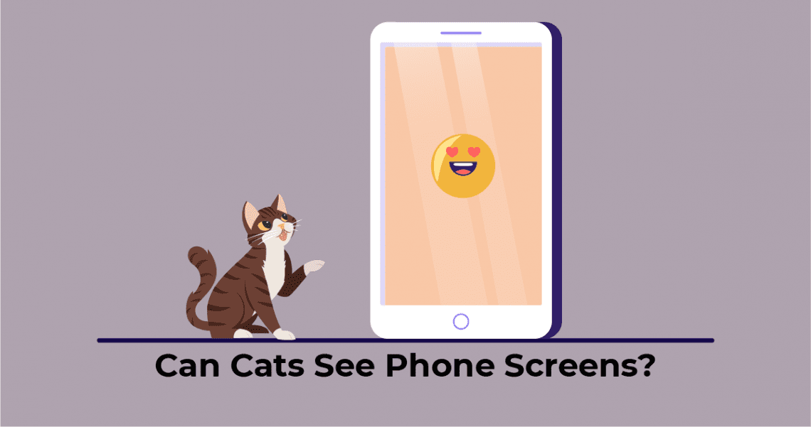 Cat looking at the phone screen
