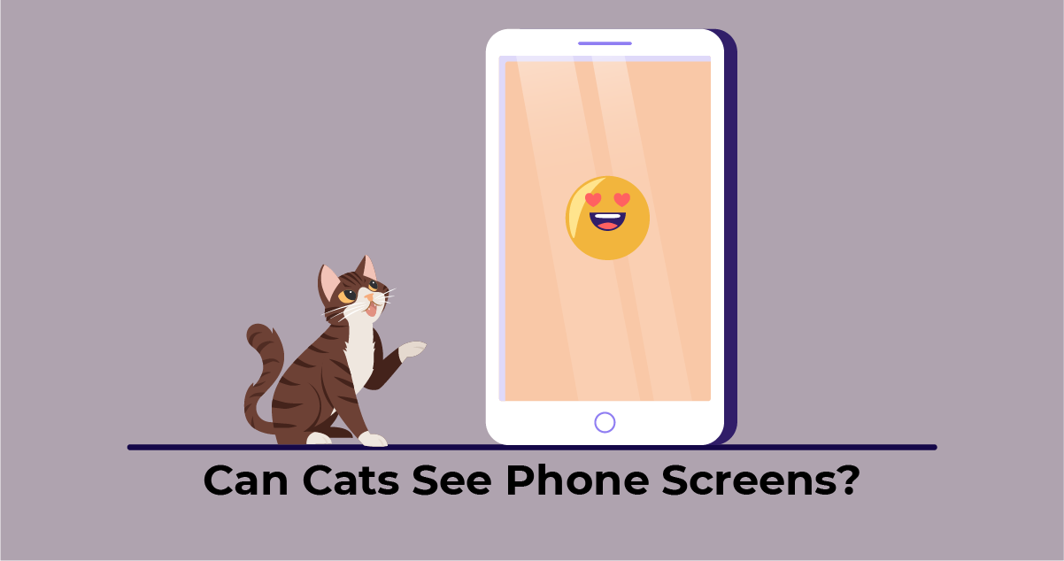 Cat looking at the phone screen