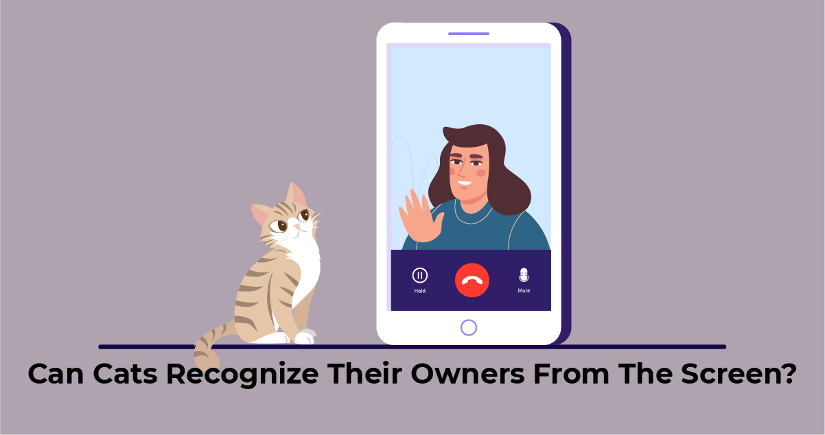 Cat can't recognize the owner from the phone screen