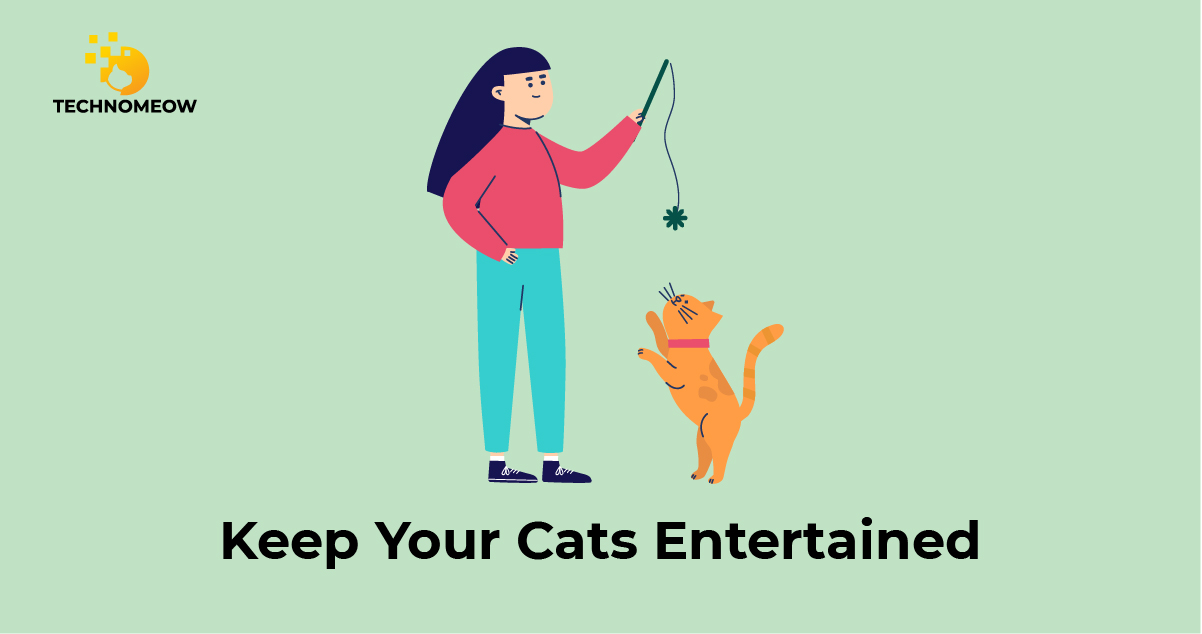 Keeping cat entertained