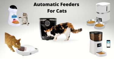 Some of the best cat feeders on the list