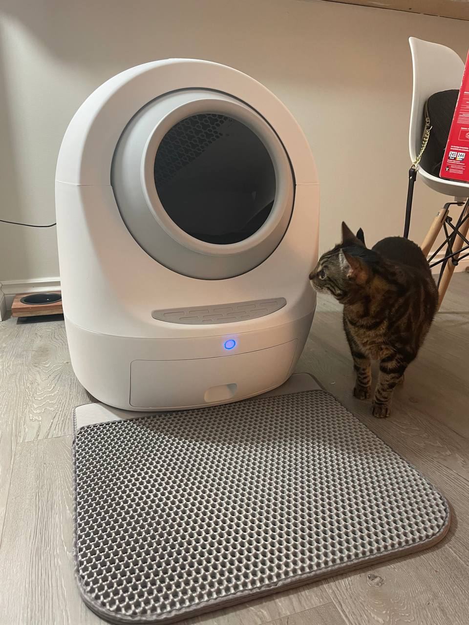 My cat inspecting Leo's Loo Too litter box