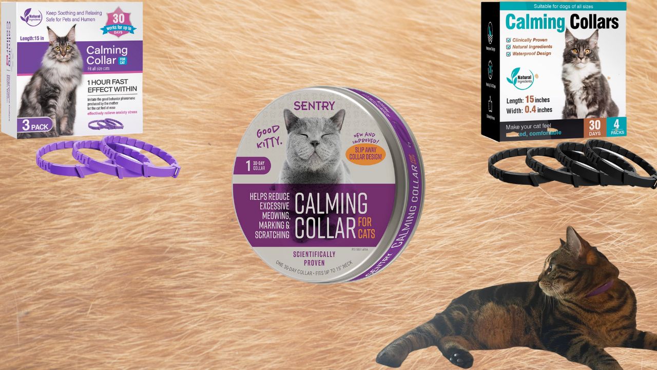 Cat calming collars with my cat wearing one of them
