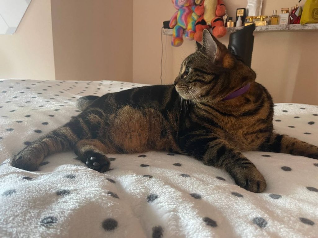 My cat with calming collar from Sentry Behavior
