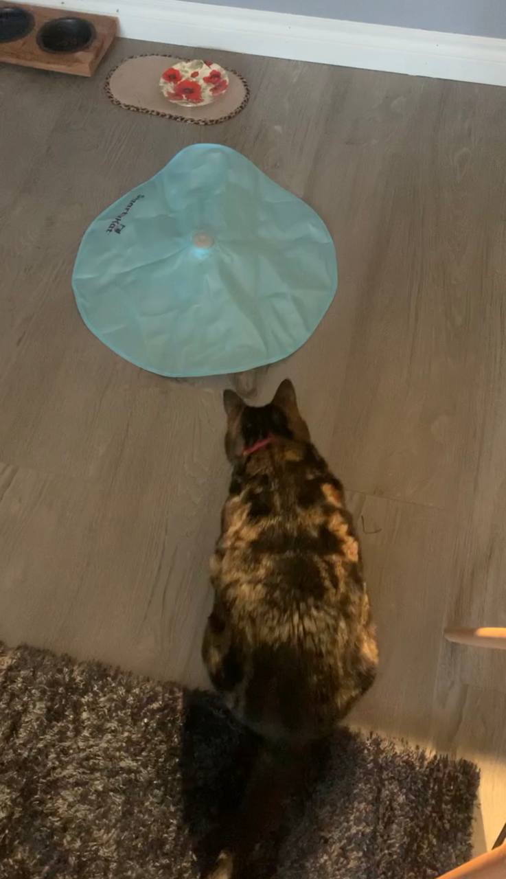My cat is playing with SmartyKat Hot Pursuit Robotic Motion Cat Toy