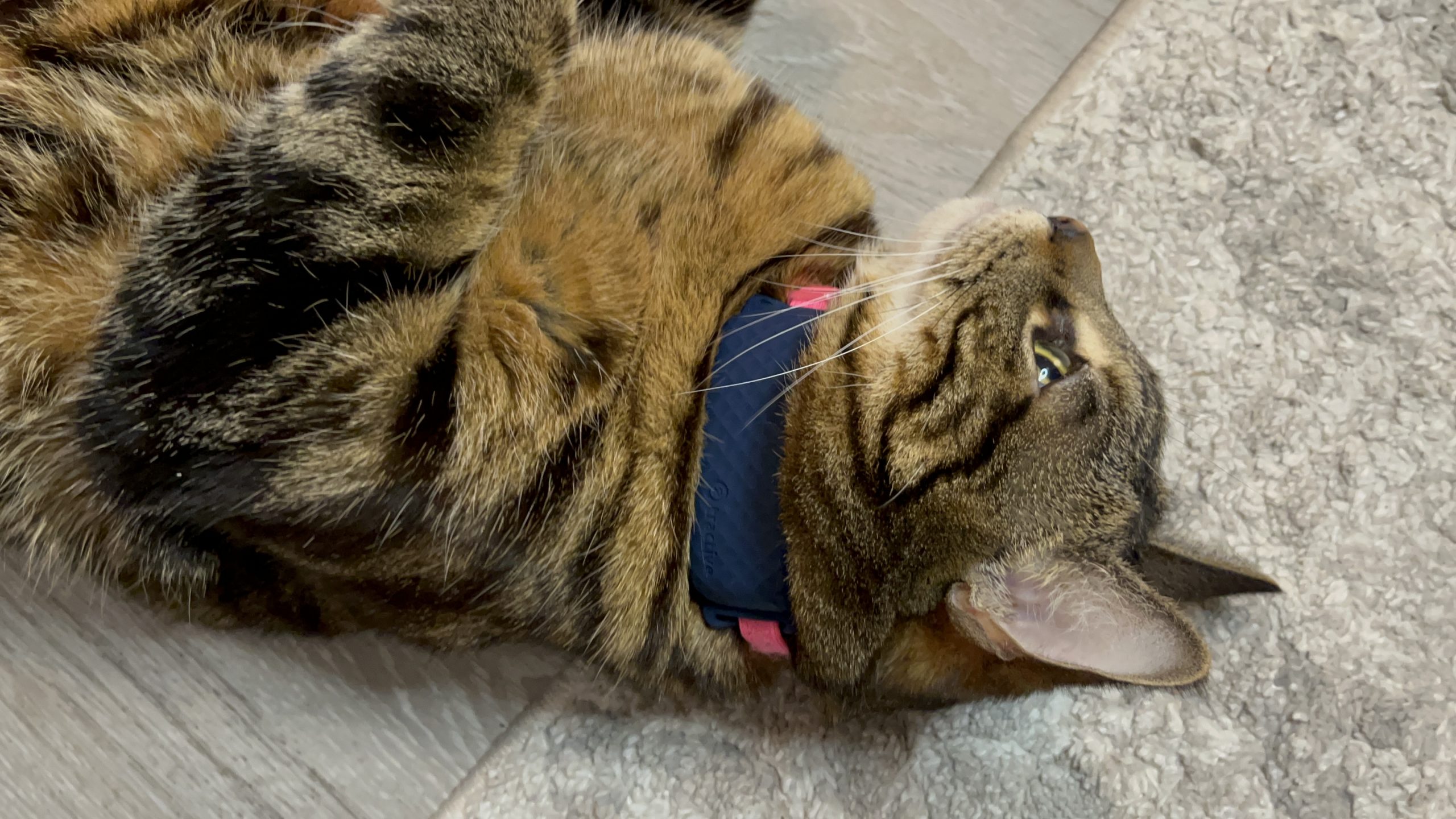 My cat with new Tractive GPS tracker