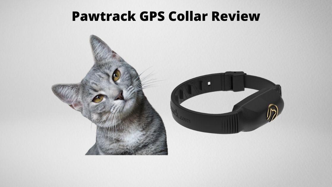 Pawtrack GPS Collar review featured image