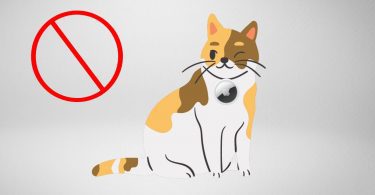 Cat and Airtag