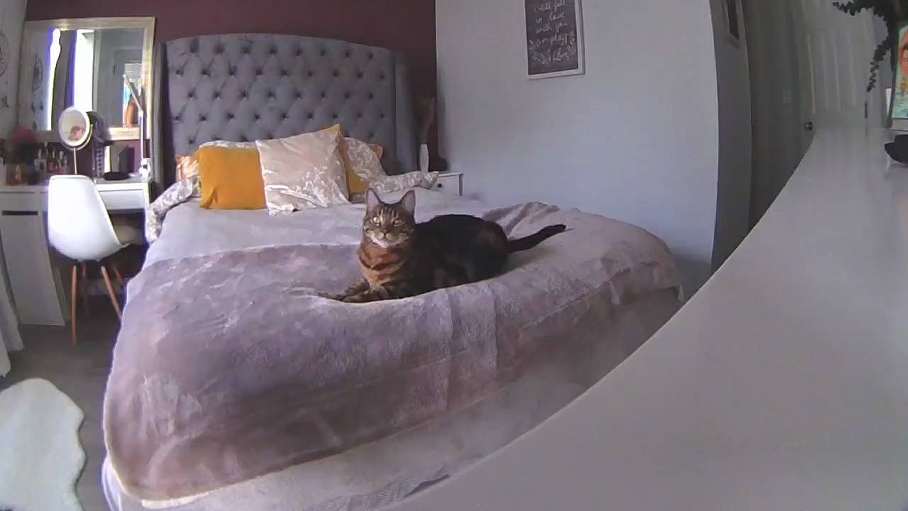 Screenshot from live via app on Petcube pet cam