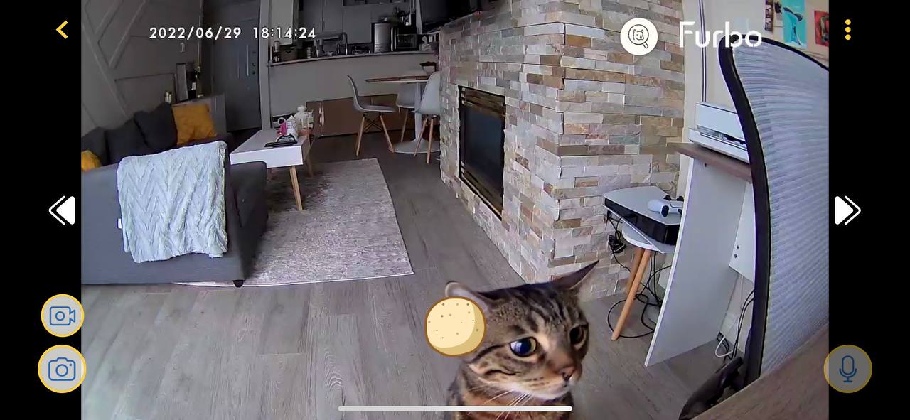 My cat is looking at the camera