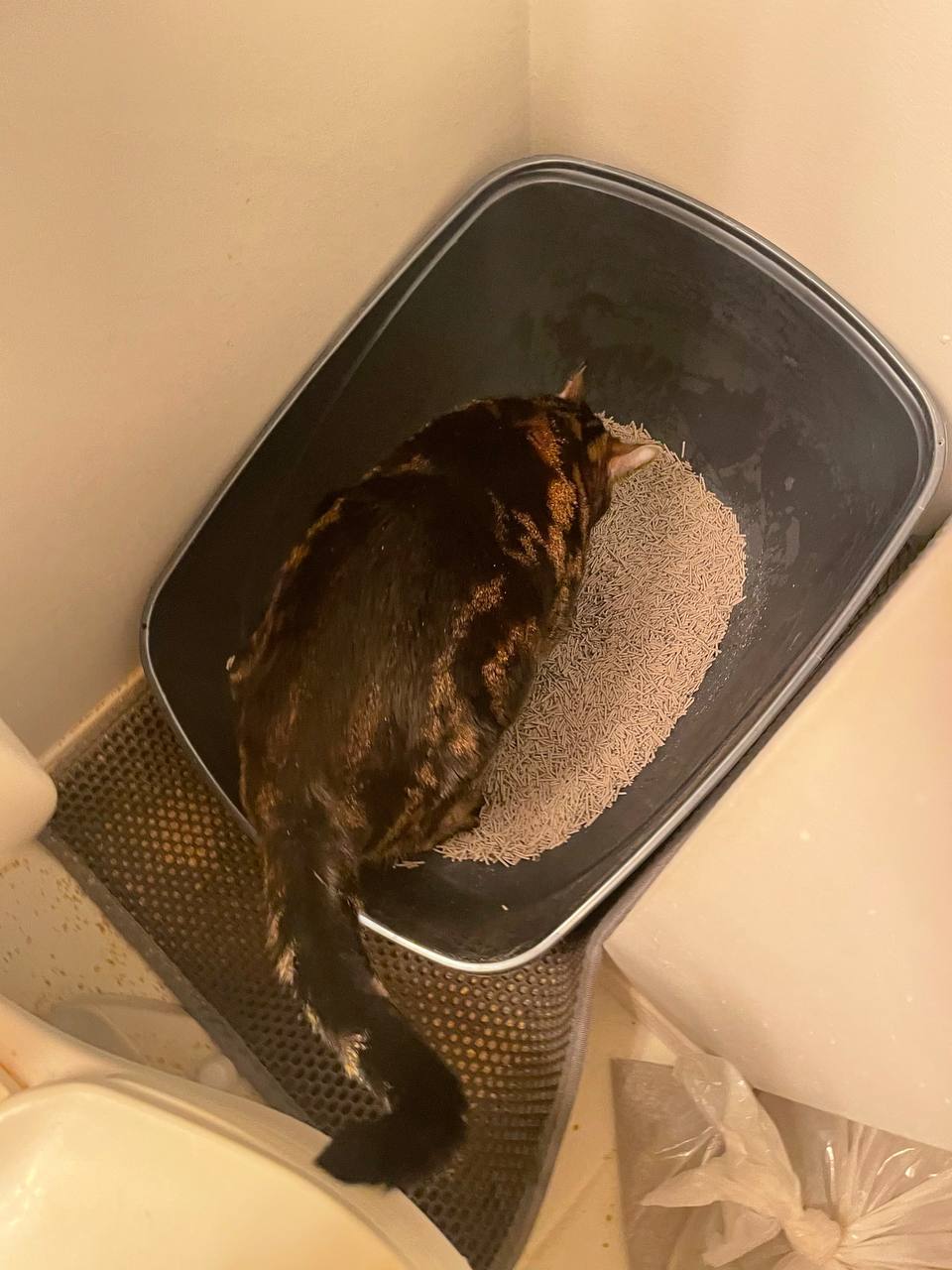 My cat is using her litter box with Really Great Cat Litter from Tuft + Paw