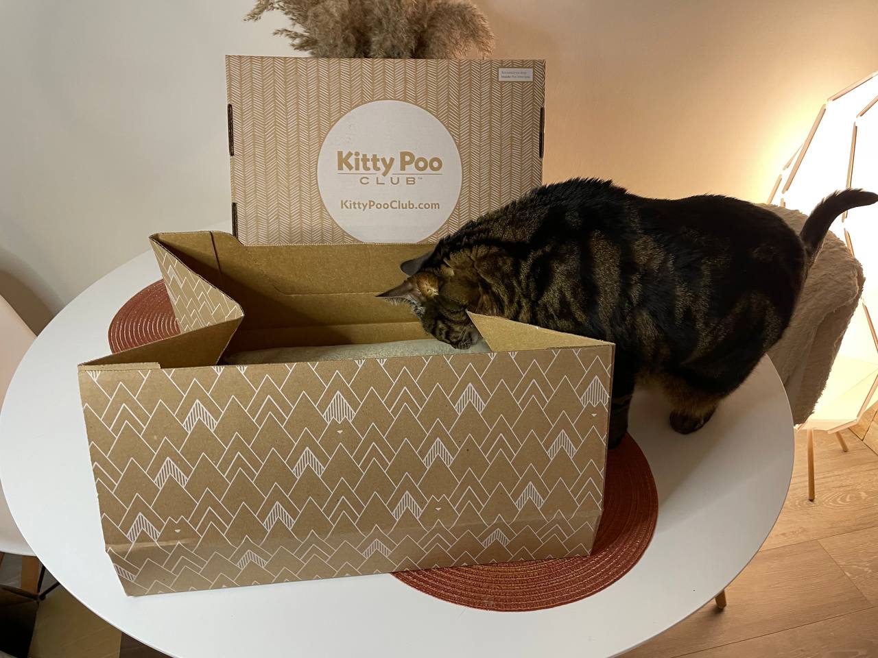 My cat is curious about Kitty Poo Club litter box