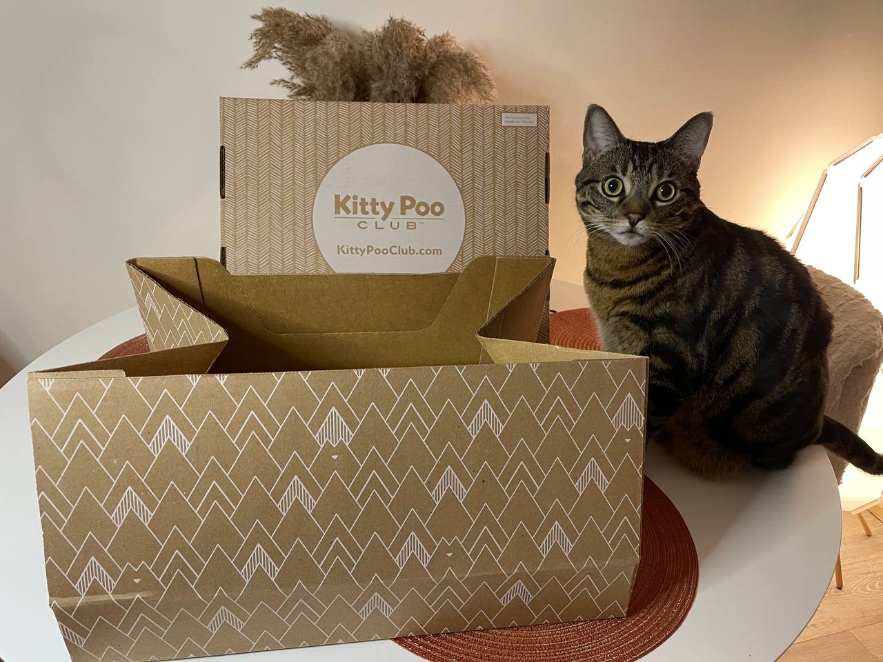 My cat is posing right by Kitty Poo Club litter box