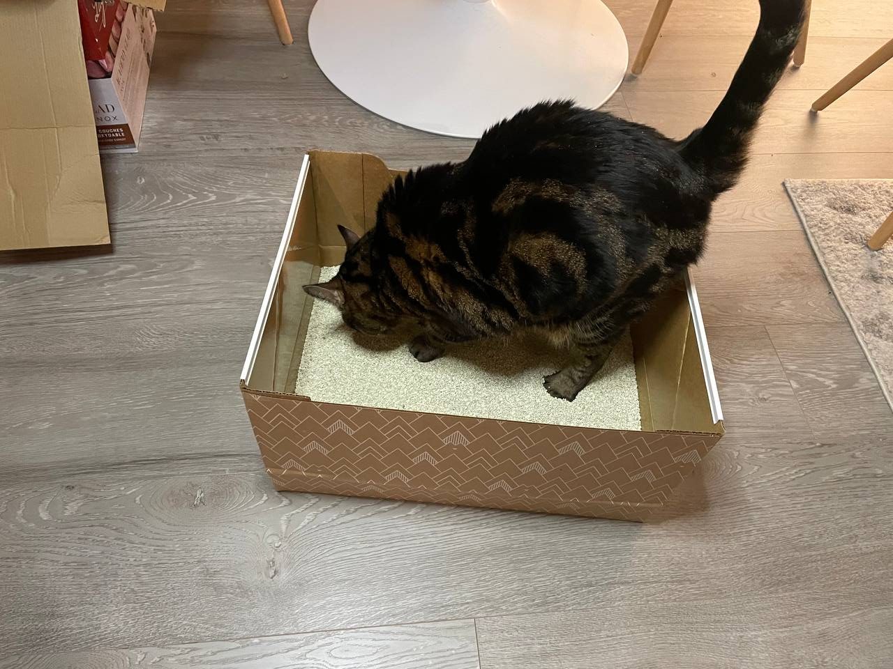 My bengal cat fits well within Kitty Poo Club litter box