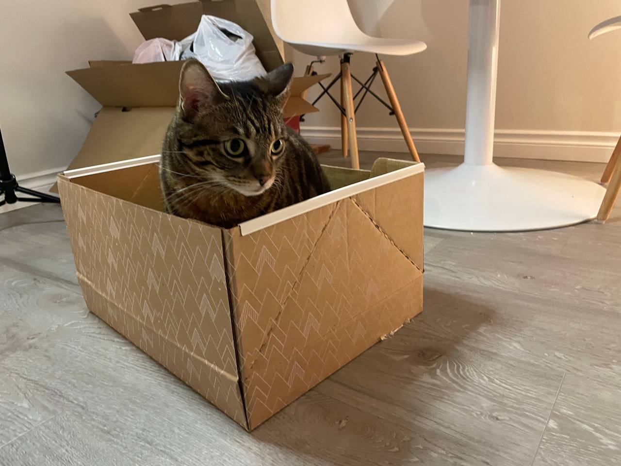 My cat is peeing in Kitty Poo Club litter box right after I installed it