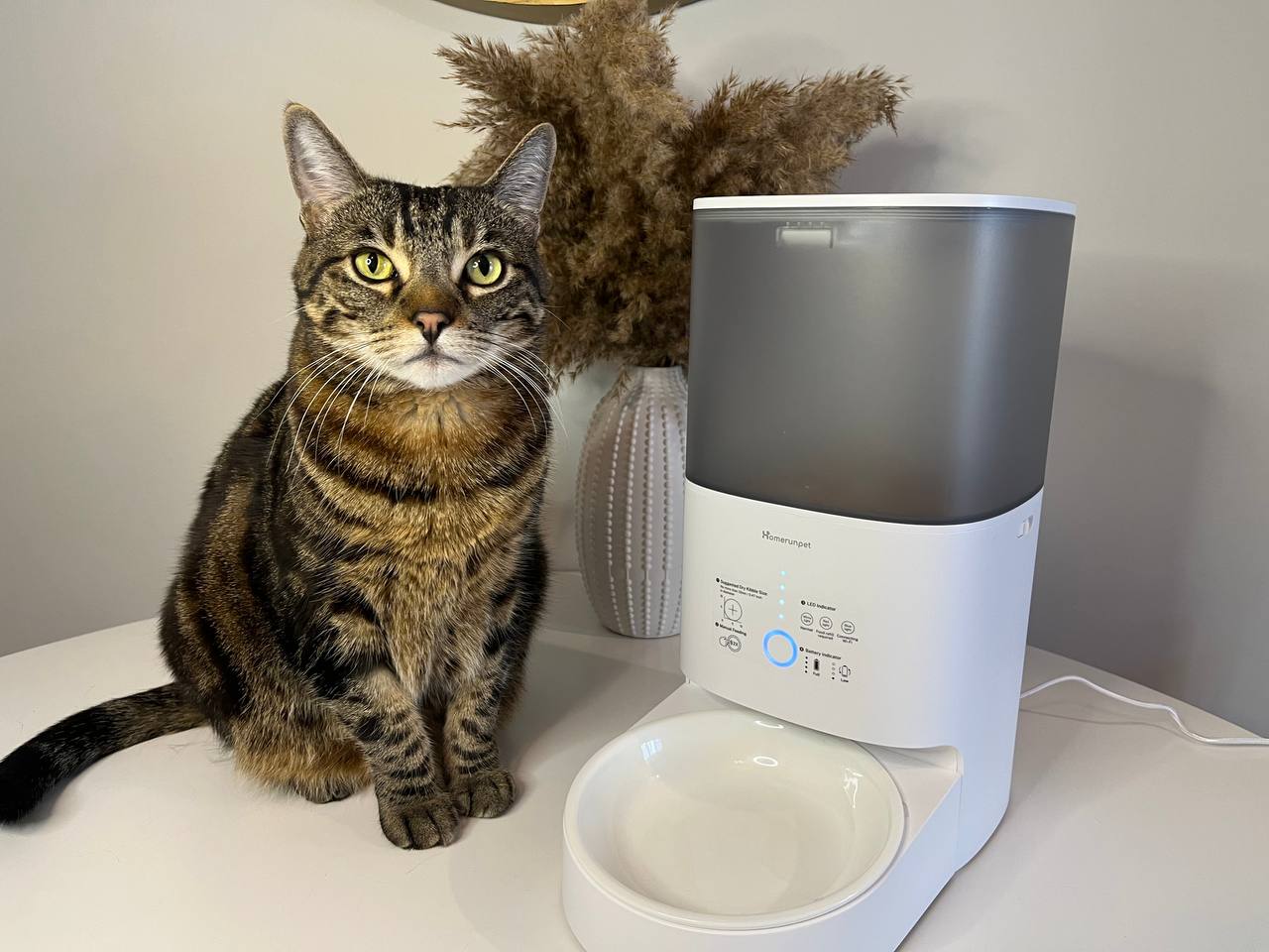 My cat is posing near Homerunpet Automatic Feeder