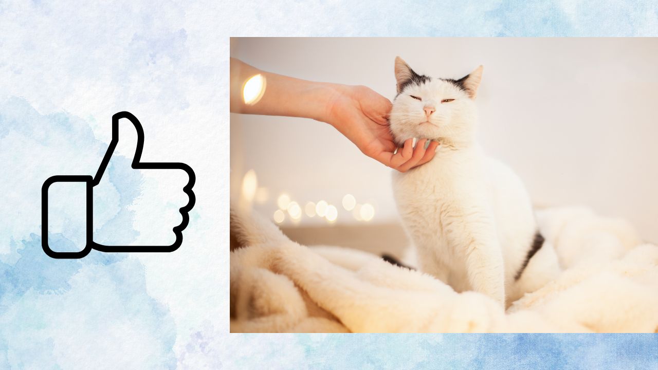 A person benefiting cat's emotional support