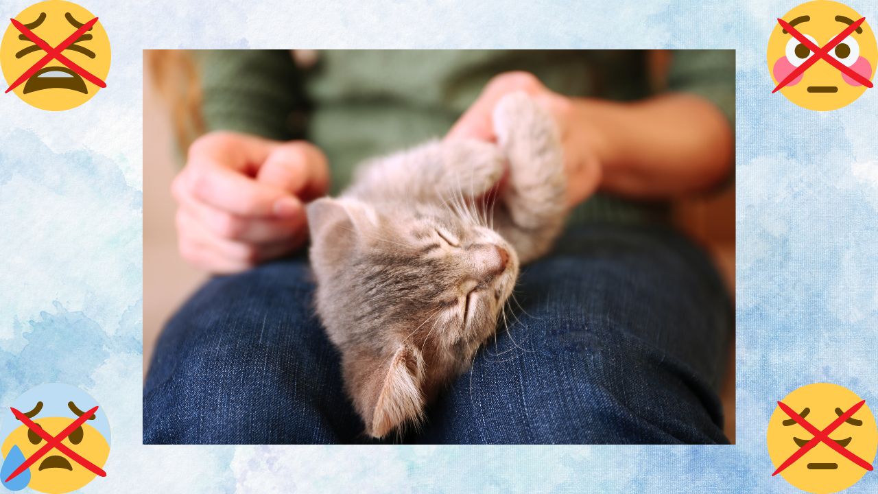 Using a cat emotional support service