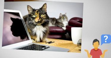 Cat at the computer
