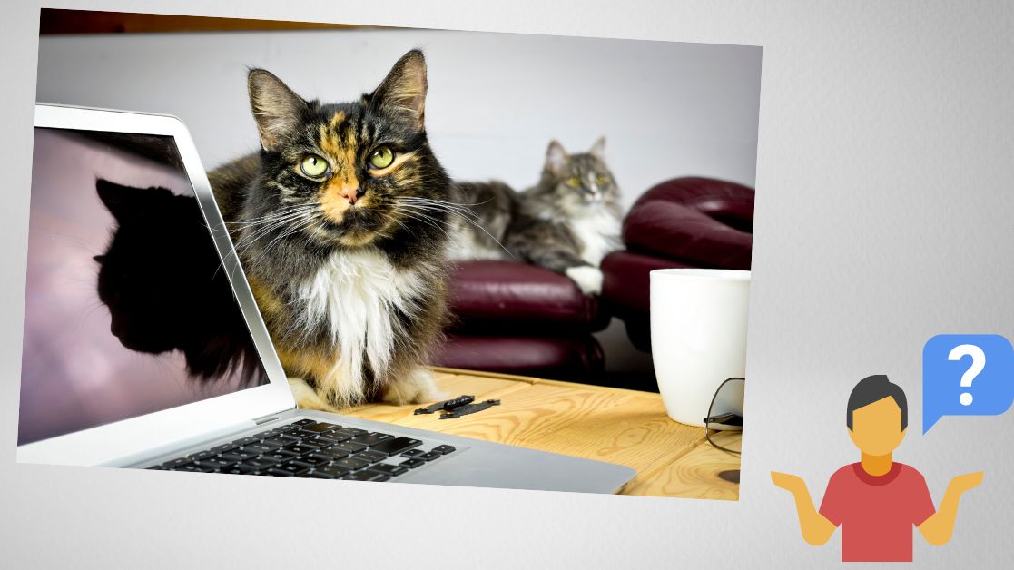 Cat at the computer
