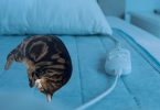 My cat is sleeping on the heating pad