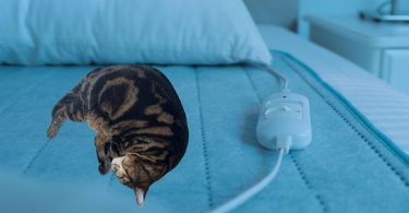 My cat is sleeping on the heating pad