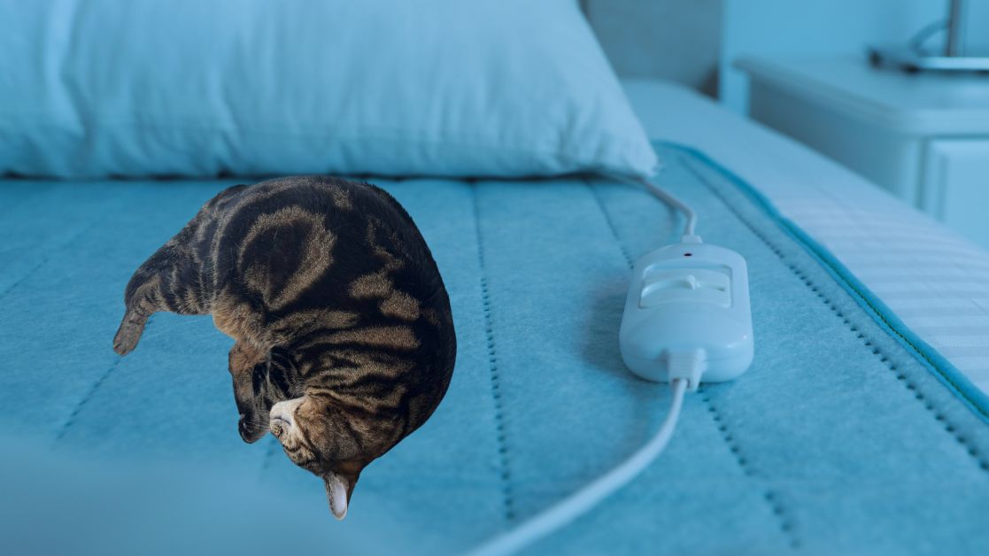 My cat is sleeping on the heating pad