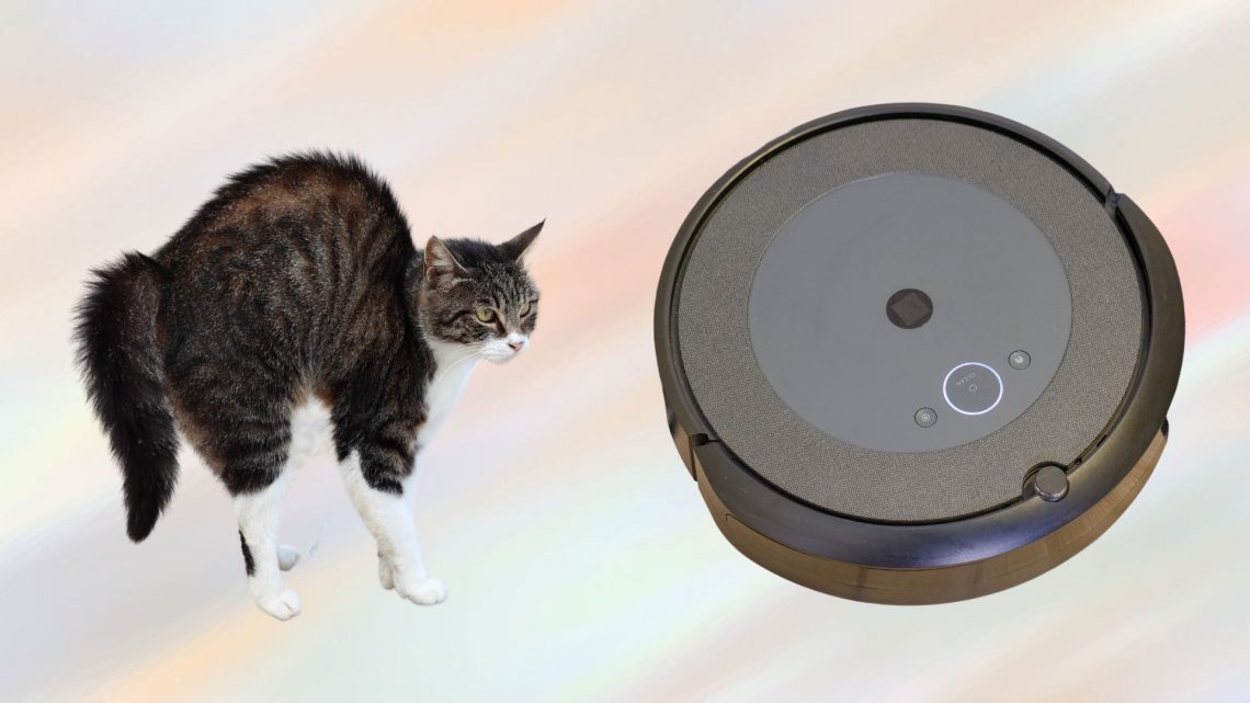 cat is scared of roomba robot vacuum