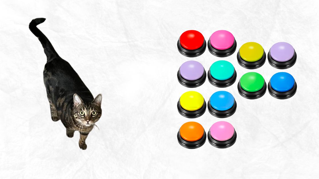 Communicating with my cat via Chumia Cat Communication Buttons