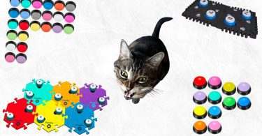 Testing different cat talking buttons with my kitty