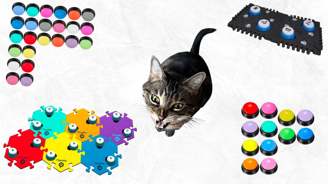 Testing different cat talking buttons with my kitty