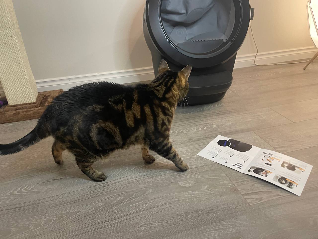 My cat is exploring Litter Robot 4