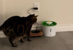 My cat is scared to use cat water fountain