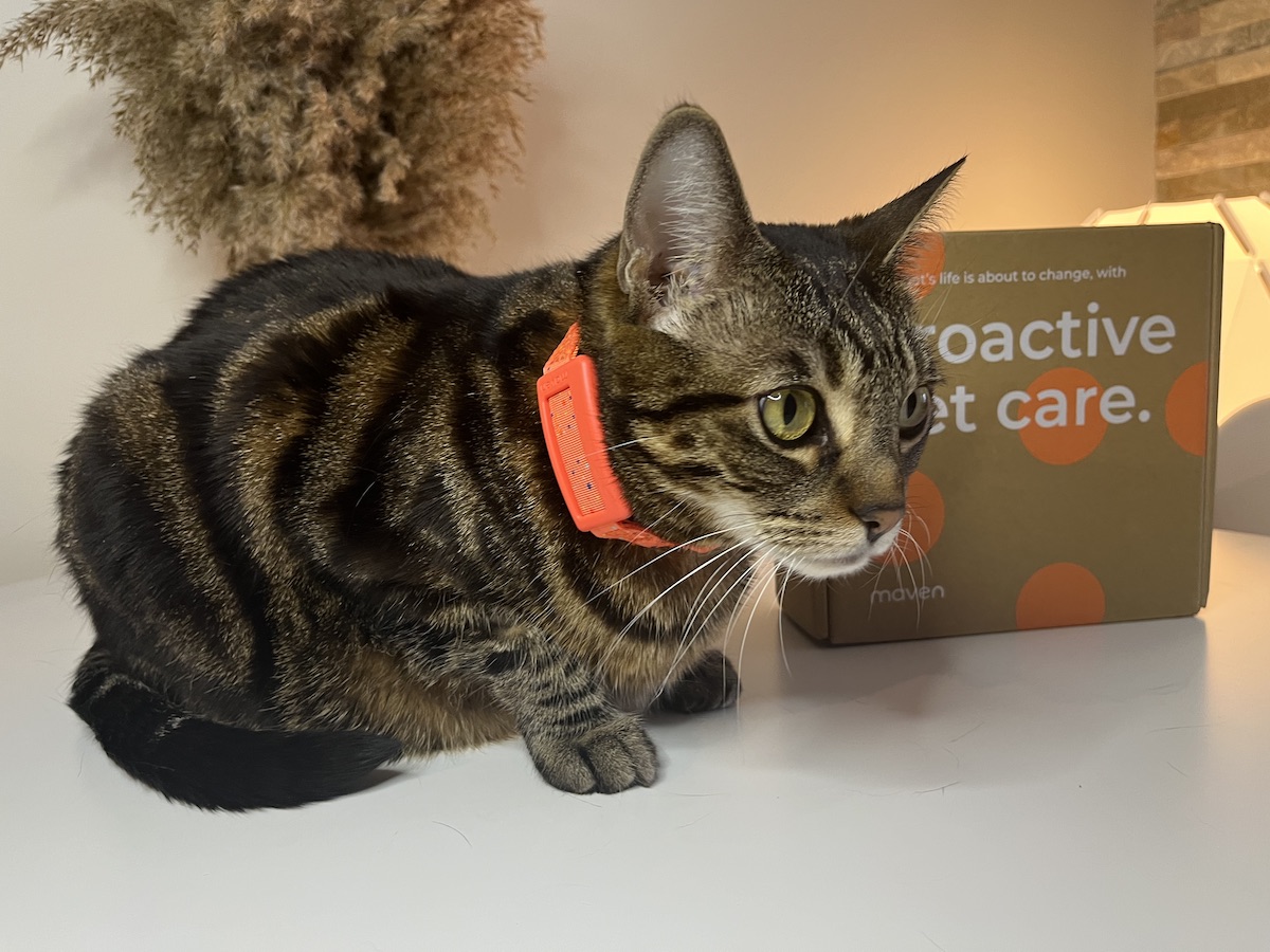 Attached Maven collar to my cat's neck