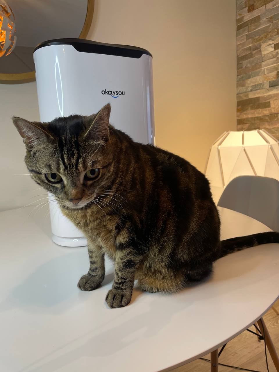 My cat in front of Okaysou air purifier