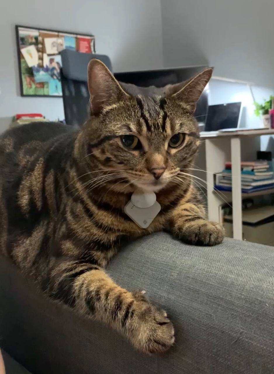 My cat with Tile tracker on her collar