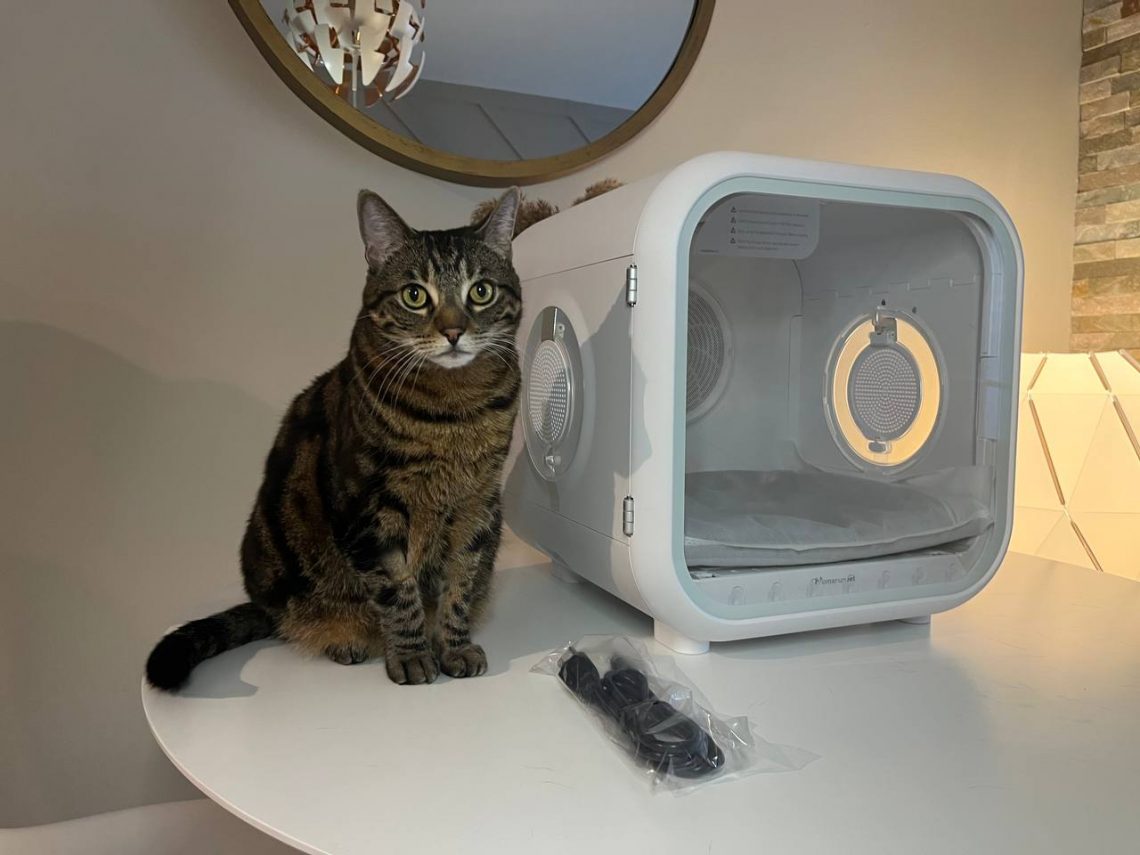 My cat near Drybo Plus Pet Dryer