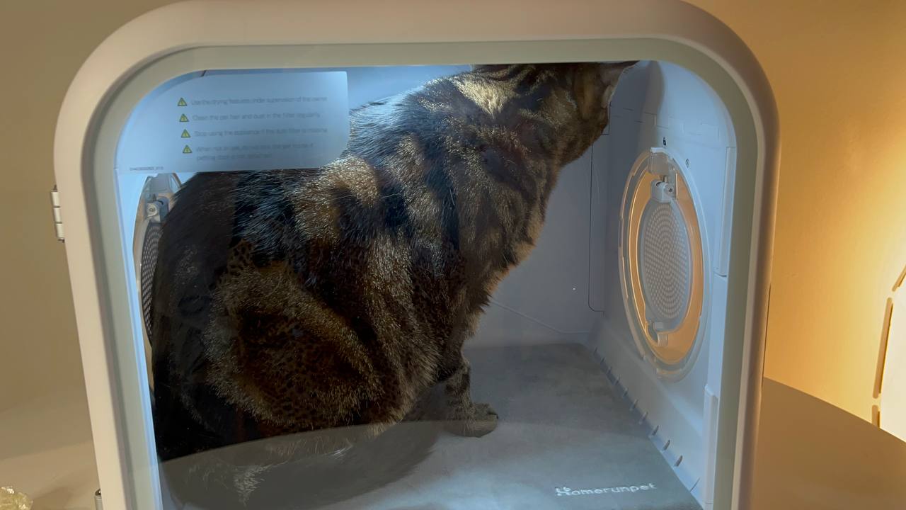 Pet drying process with Drybo Plus Pet Dryerwith my cat inside