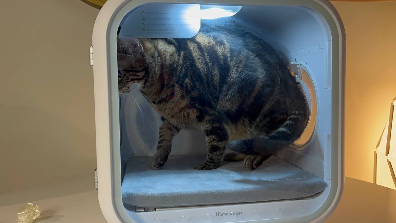 My cat is trying to fit to Drybo Plus Pet Dryer